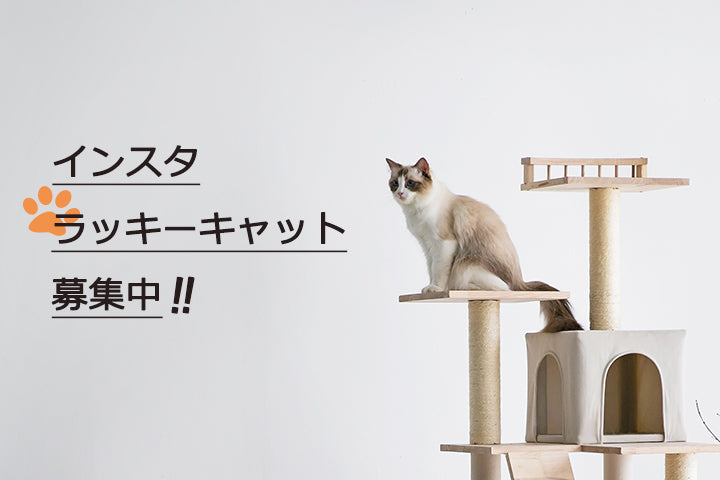 MWPO 第1回「ラッキーキャット」大募集中！！